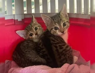 Kittenname Mulan und Mufasa