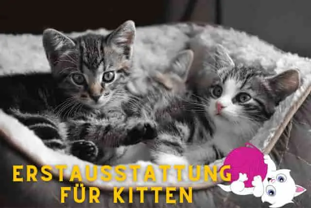 Erstausstattung_fur-Kitten