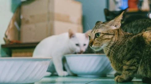 Ernährung bei Kätzchen